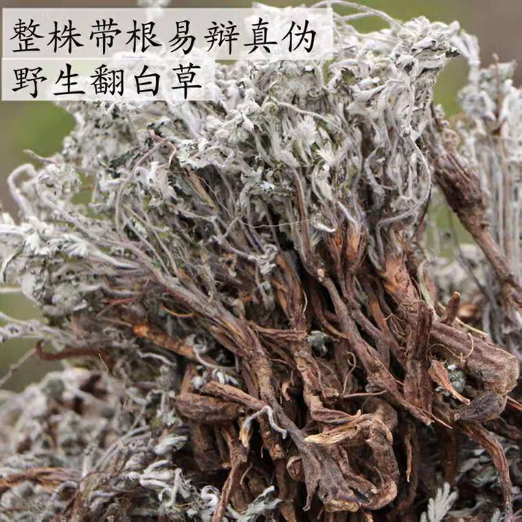 2020年新货翻白草降糖干品 新鲜整颗带根中药材翻白草 50g