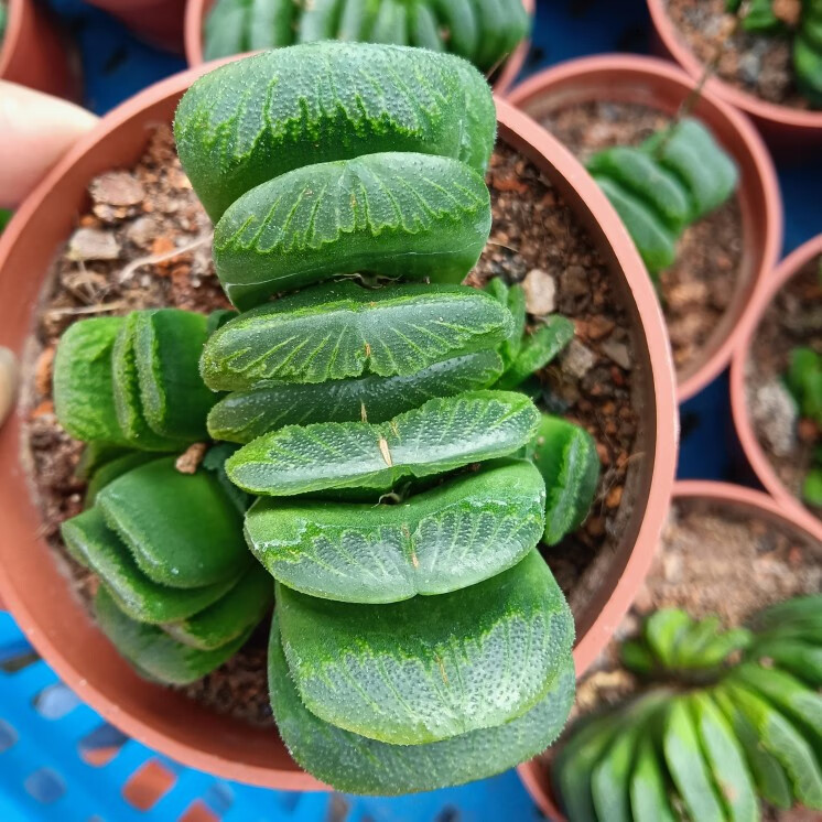 虞溪村多肉灯玉露潘氏彩色水晶玉露四季好养活室内桌面盆栽姬玉露一棵