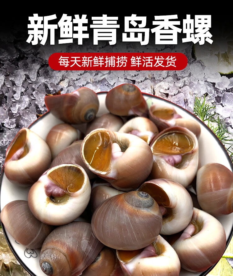 海宏盈香螺鲜活500g小香螺海螺无沙贝壳类青岛海鲜生鲜