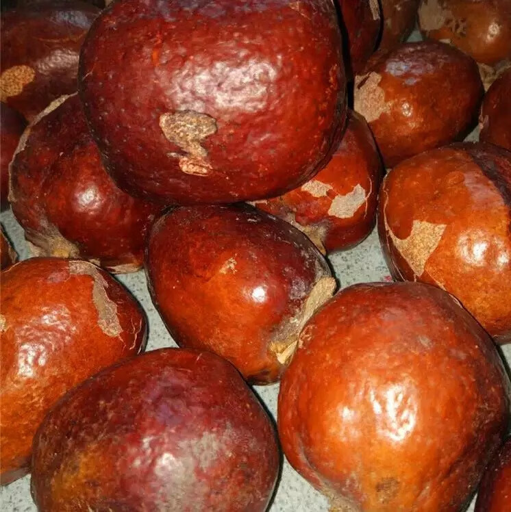 佛心果释迦菩提空心菩提红皮老果金灯菩提原籽空心千眼菩提原籽菩提