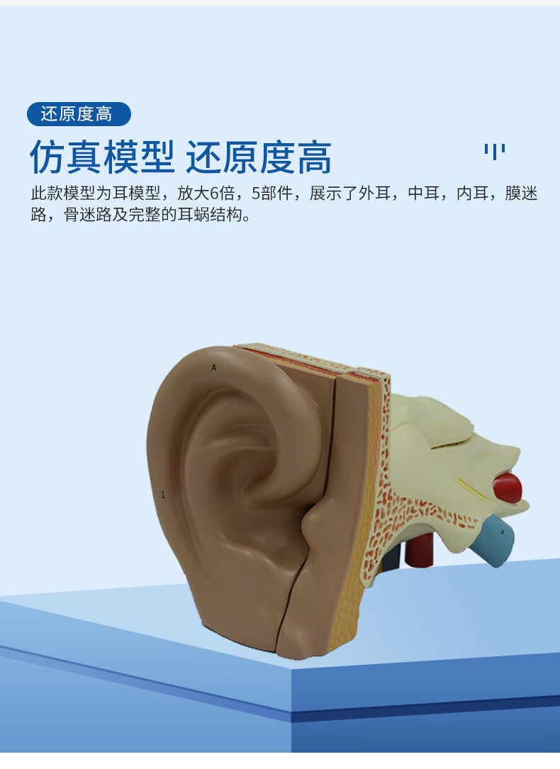 耳朵模型 人耳模型 耳科模型 解剖模型 ear model【图片 价格 品牌
