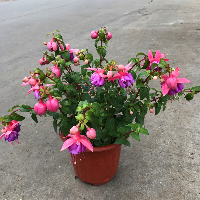 倒挂金钟颜色随机小苗 不含盆【图片 价格 品牌 报价】-京东