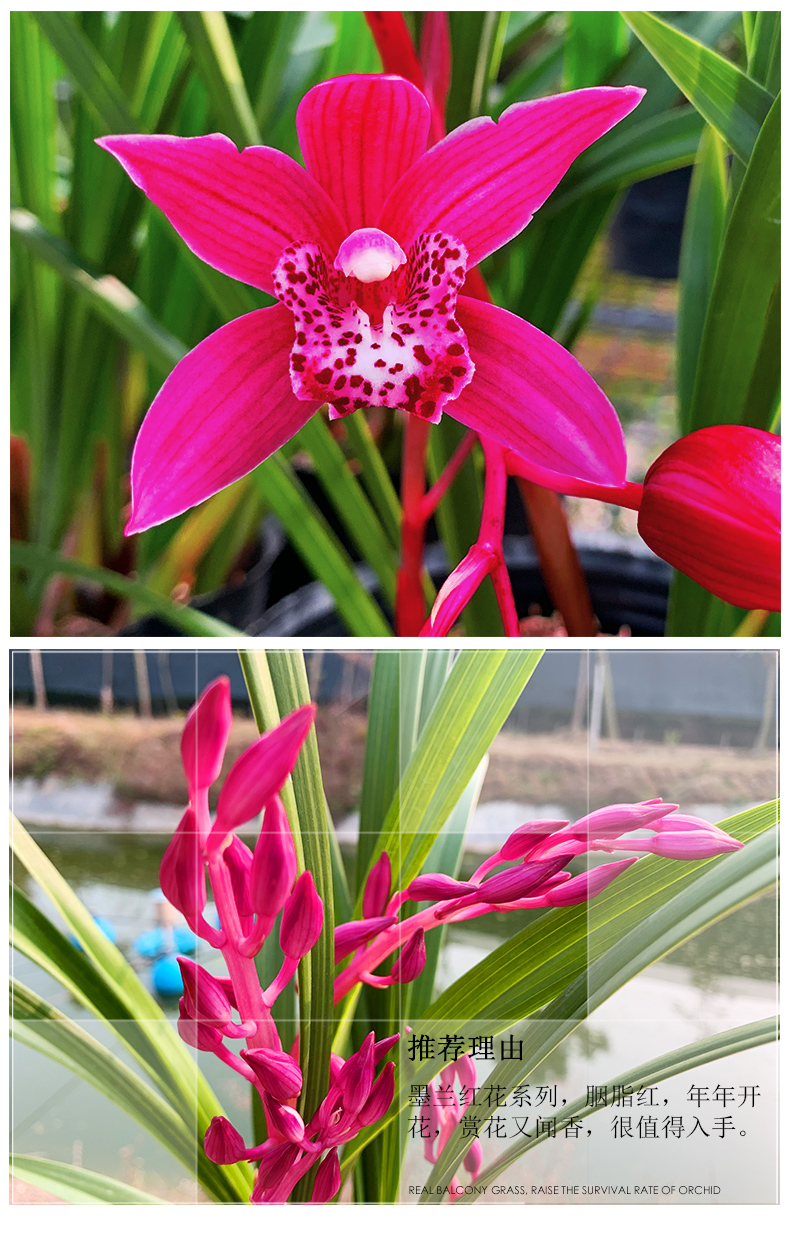 原生兰花苗 墨兰红花精品 胭脂红 冬带花苞出售室内好养花卉盆栽 红