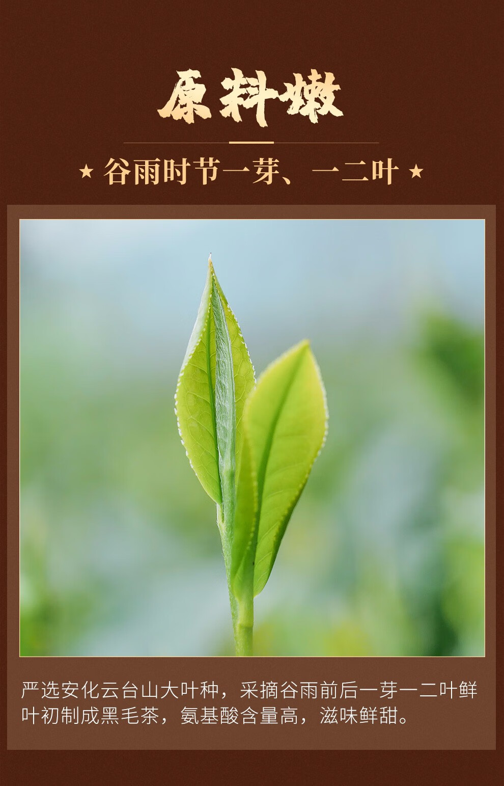 白沙溪旗舰店安化黑茶5301芽尖茶150g