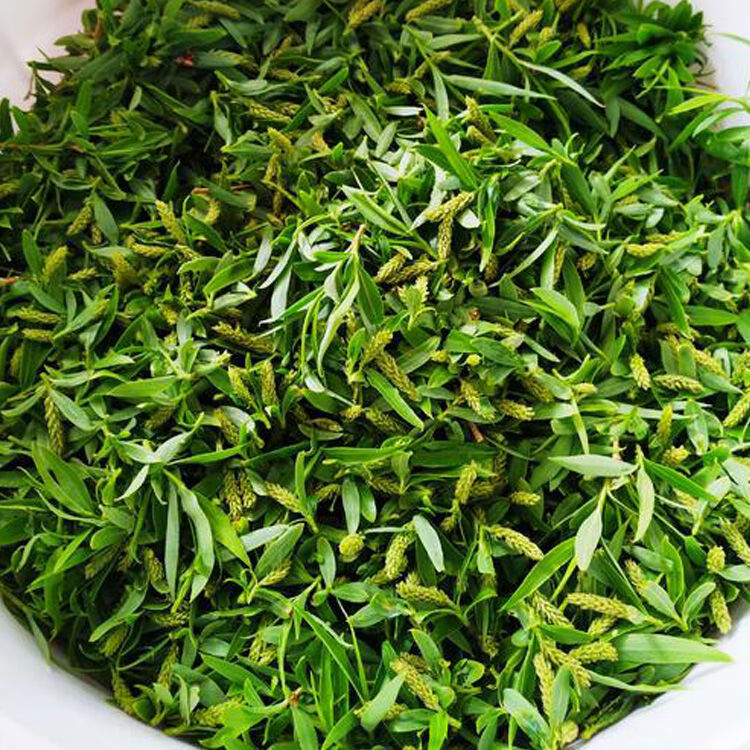 柳树芽新鲜当季头茬野菜柳芽尖早春现摘柳树叶现发农家1500g