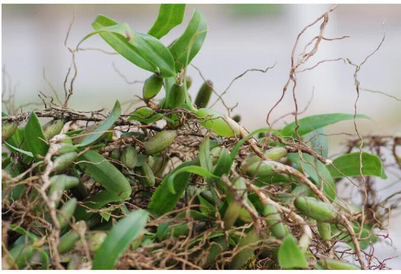 【现货】石橄榄 新鲜石仙桃 石岩珠煲汤炖汤食材 广式 单叶中大号500g