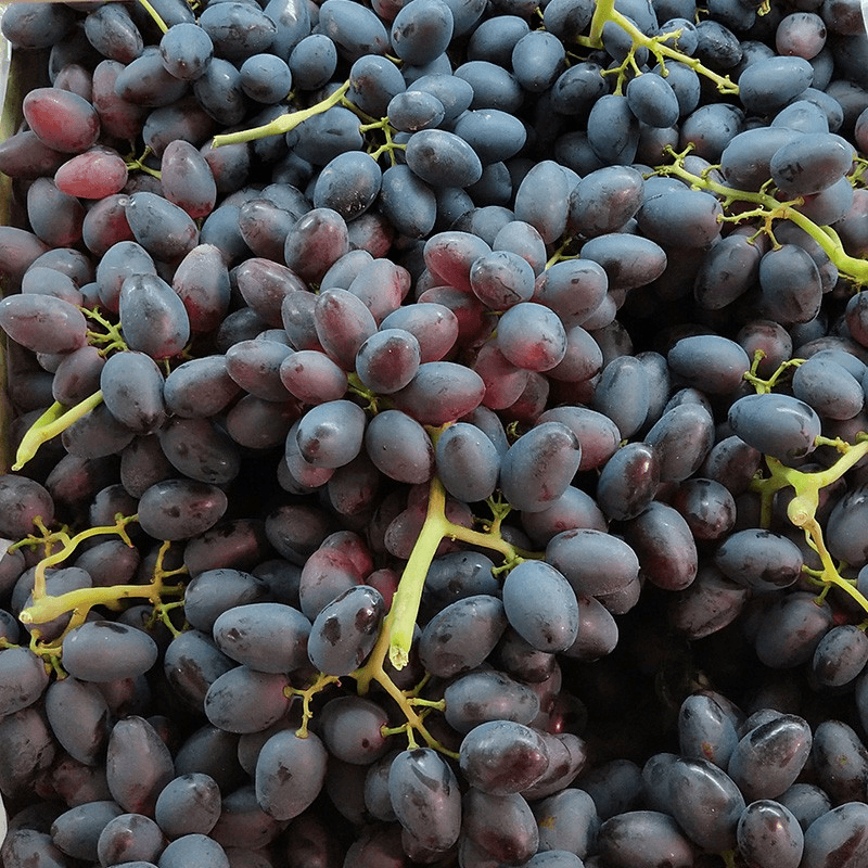 果树苗紫甜无核a17葡萄苗当年结果晚熟无籽葡萄树苗南