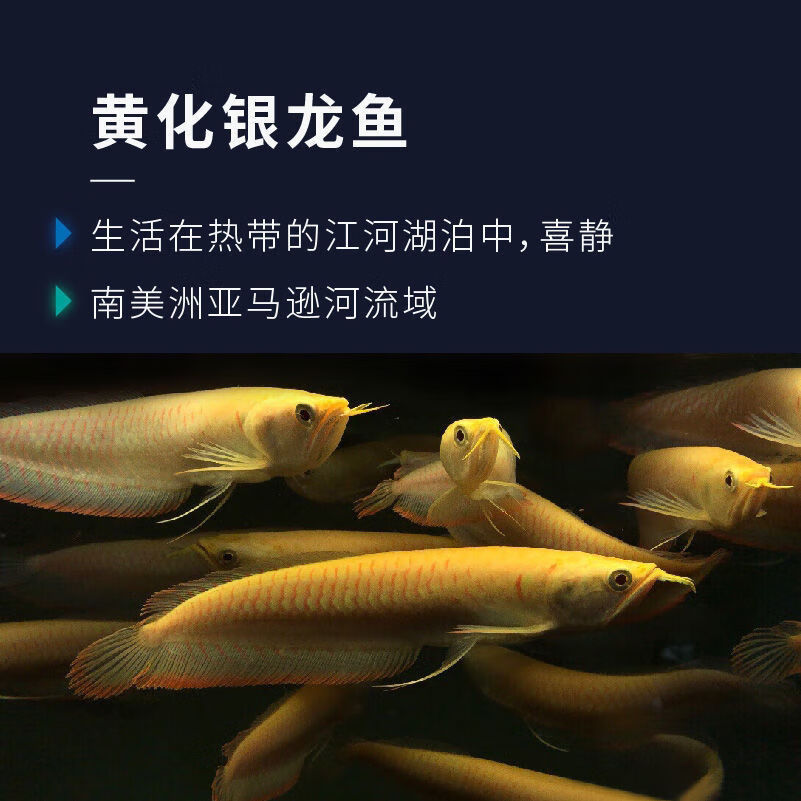 黃化紅眼銀龍魚活體七彩龍魚金龍魚活大黃化銀龍 黃化銀龍 55-60cm發