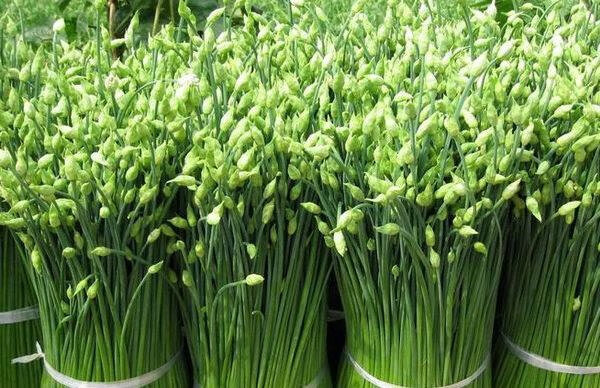 味蕾乐 新鲜蔬菜新鲜韭菜苔农家现摘韭菜花嫩花苞头茬无公害韭菜花朵