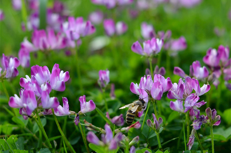 紫云英种子秋播耐寒农田绿肥红花草养蜂蜜源植物高产牲畜牧草种子 净