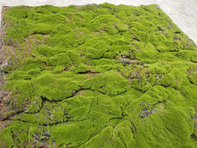 三木园艺 仿真青苔藓草皮草坪植物景观绿色植物场景橱窗展示盆景盆栽