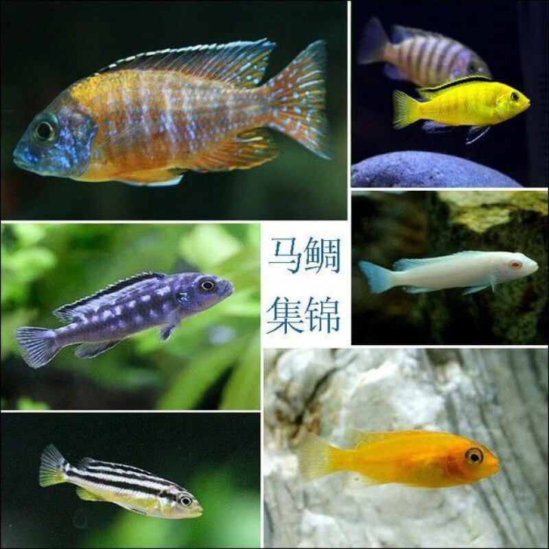 京選推薦熱帶觀賞魚寵物魚三湖慈鯛活精品馬鯛魚活好養淡水熱帶魚78