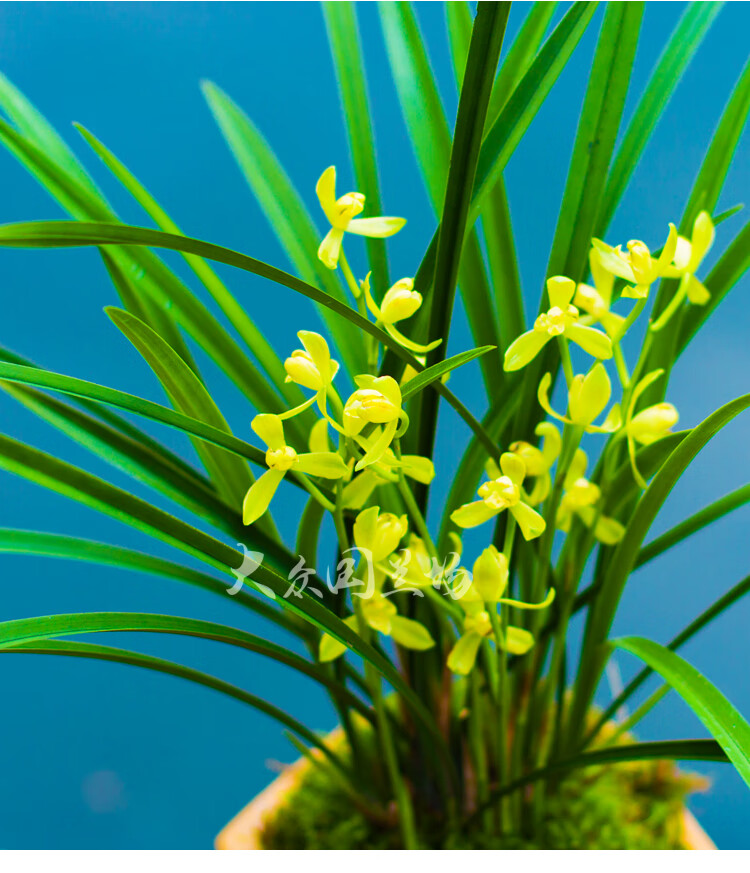 蘭花苗建蘭草四季紅宋梅花卉蘭花盆栽室內花不帶花苞綠植黃金彩虹3苗