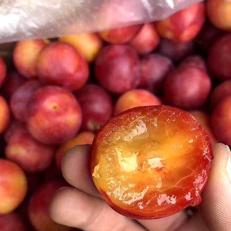 时鲜配澳洲进口樱桃李新鲜甜蜜小李子澳大利亚布林李子纯甜精选1斤装