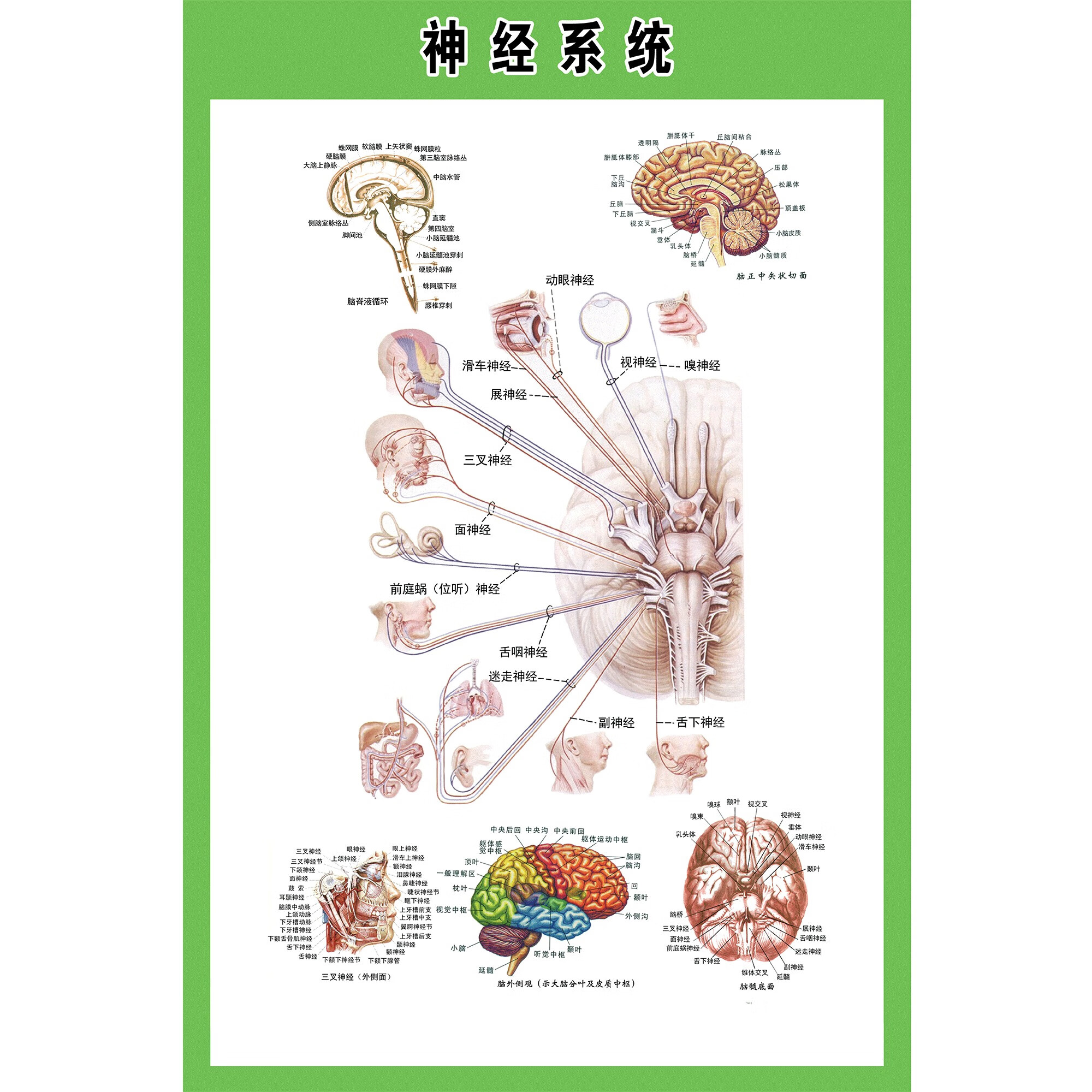 新品人体内脏解剖系统示意图全身器官分布图医院心脏解剖挂图医学海报