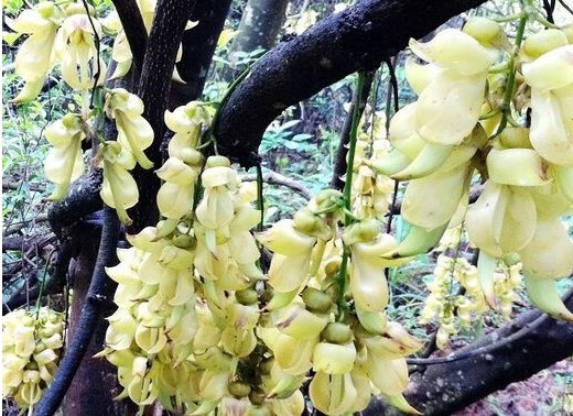 hqc禾雀花苗爬藤攀藤植物常绿油麻藤花苗禾雀花苗金黄花油麻藤苗紫藤
