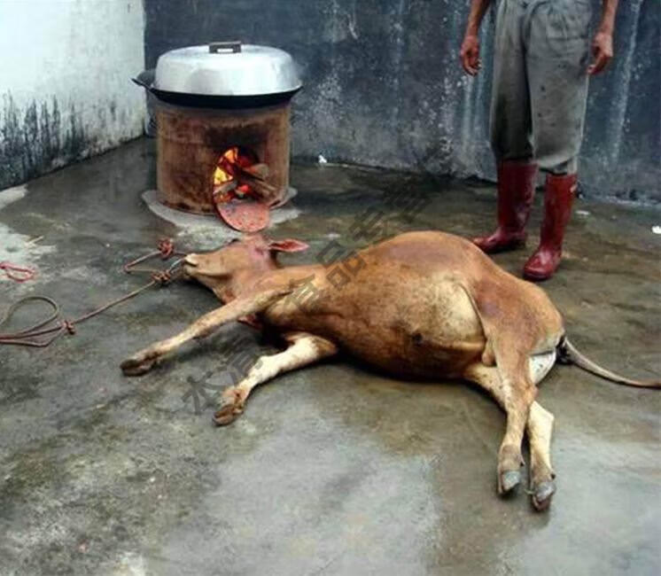 火锅汤 贵州特产 黔东南美食榕江从江黎平 2斤百草汤 牛瘪 2斤原味瘪