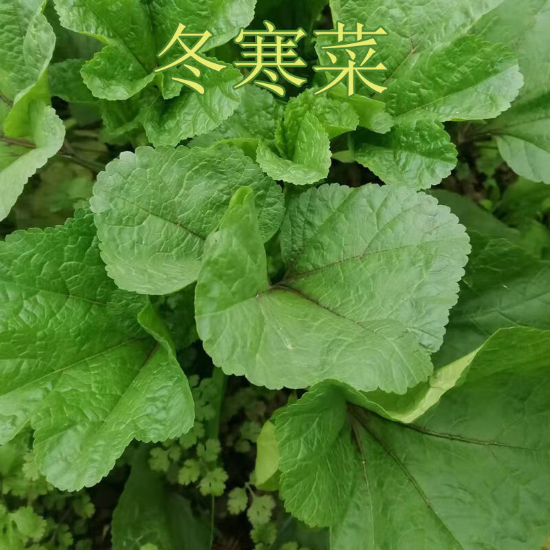 四川冬寒菜冬莧菜新鮮蔬菜馬蹄菜冬漢菜現摘現發1234斤泡沫箱冬寒菜1