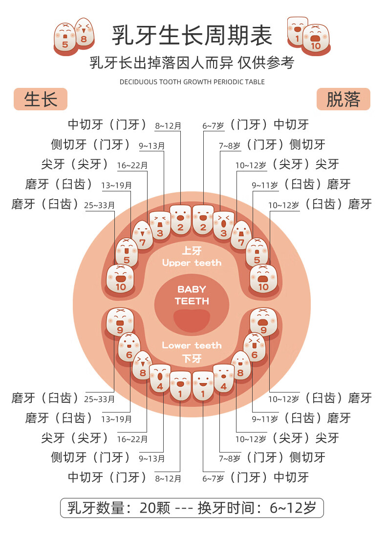 儿童乳牙图片大全图解图片