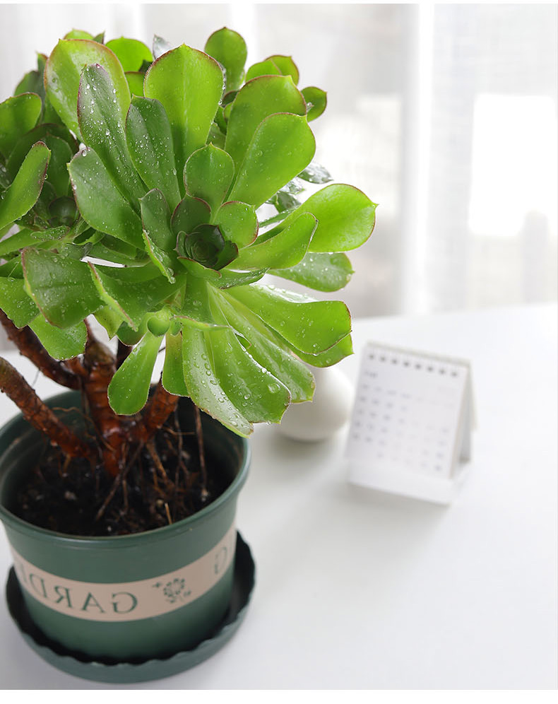 柠檬韶羞法师多肉植物大颗大株肉肉稀有品种罕见花卉盆栽绿植好养