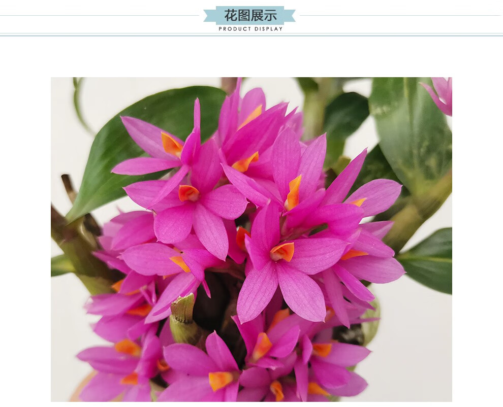 刘阁兰花苗矮种姬美石斛冬带花苞出售好养花卉有香味的兰花桌面盆栽3