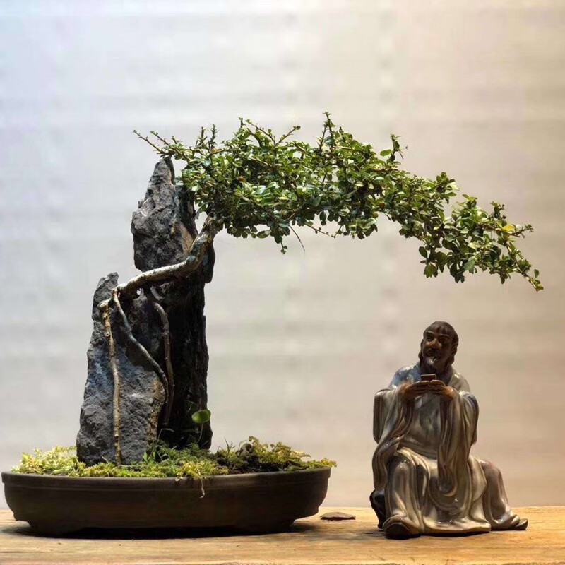 青龙石造景石天然假山树抱石装饰摆件盆景造景树包石微景观附树石