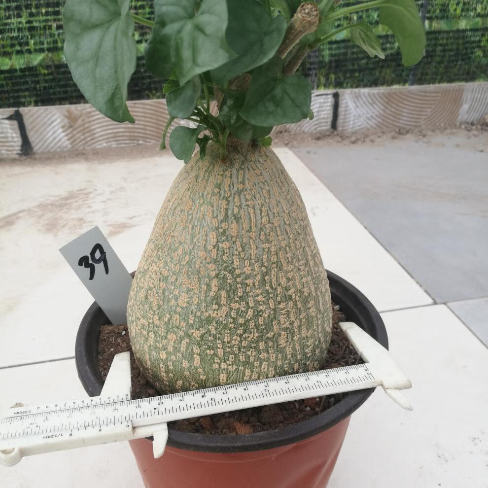 多肉植物银叶睡布袋南非块根 观赏睡布袋绿化爬藤-cm 可大量 621号11