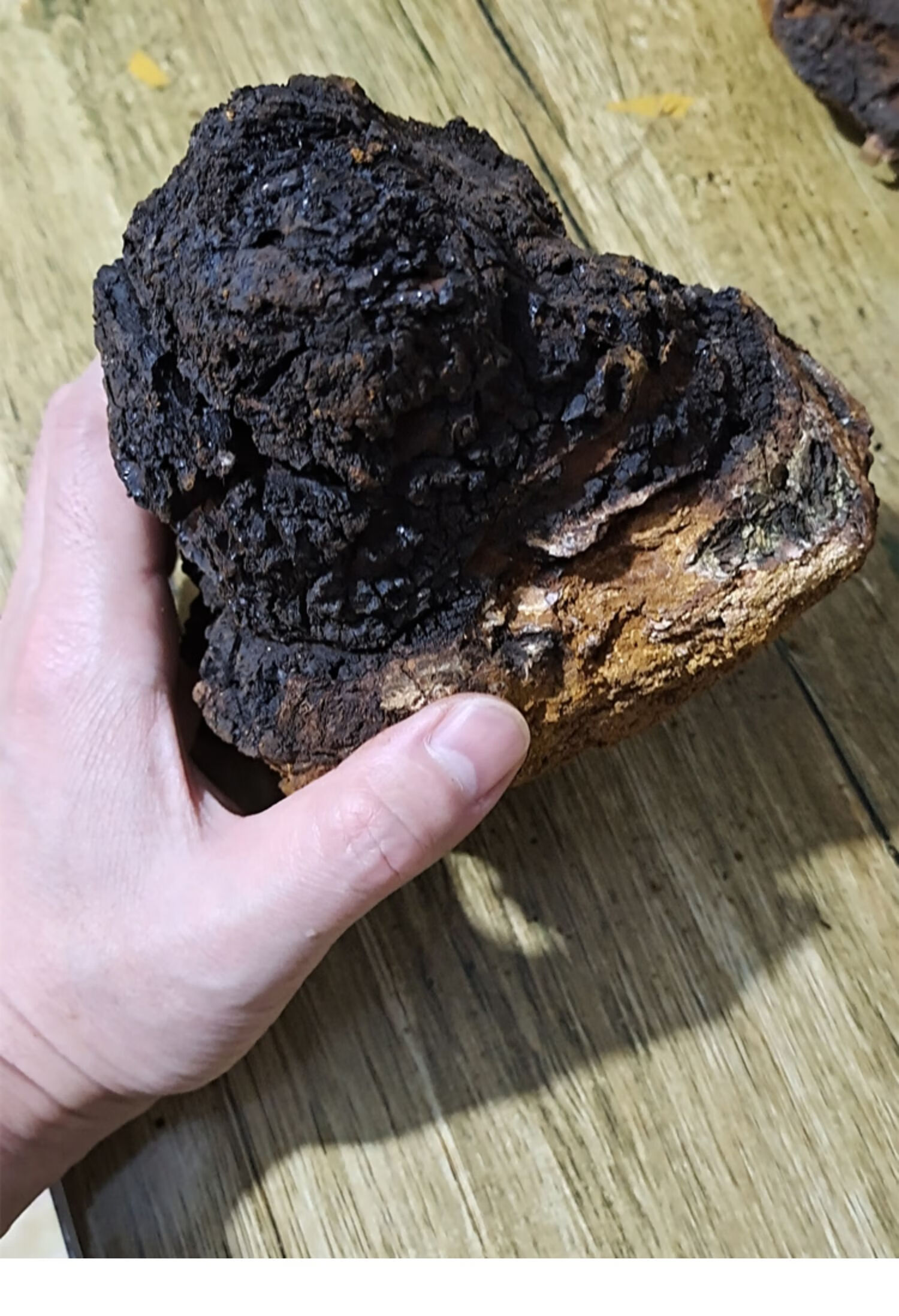 不俄罗斯进口桦树茸500g白桦树茸桦褐孔菌长白山野生大个白桦茸
