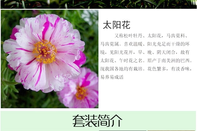 混色重瓣太阳花苗盆栽室内阳台四季开花不断宿根死不了马菜花花卉j02