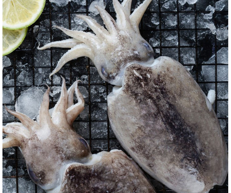 新鲜野生大墨鱼冷冻目鱼鲜活乌贼章鱼冰鲜水产海鲜鲜活超大新鲜大墨鱼