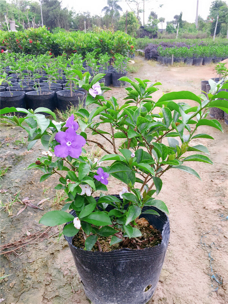 双色茉莉花盆栽香型四季变色鸳鸯番茉莉花苗绿植物花卉高60cm大冠幅带