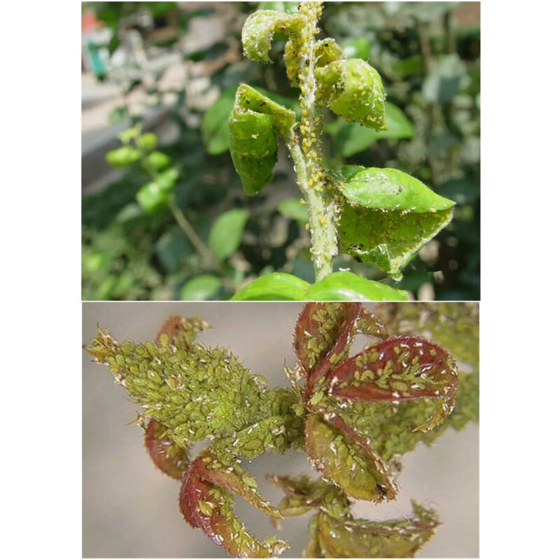 吡虫啉花卉果树蔬菜多肉蚜虫腻虫油虫青菜葱辣椒驱灭除打虫杀虫药 2g