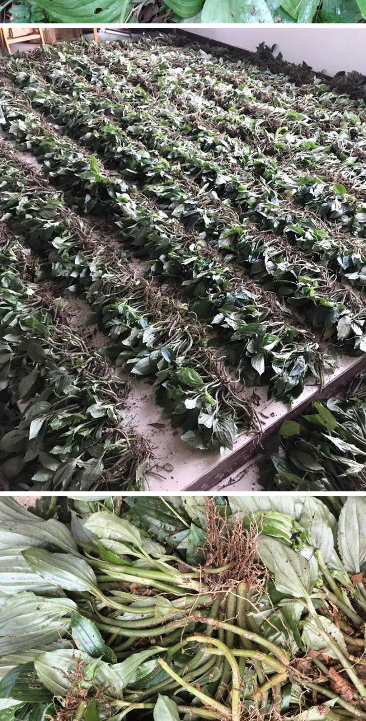 有仁堂新鲜见血清野生苗材见血青干货发整颗种苗盆栽新鲜见血清2000g4
