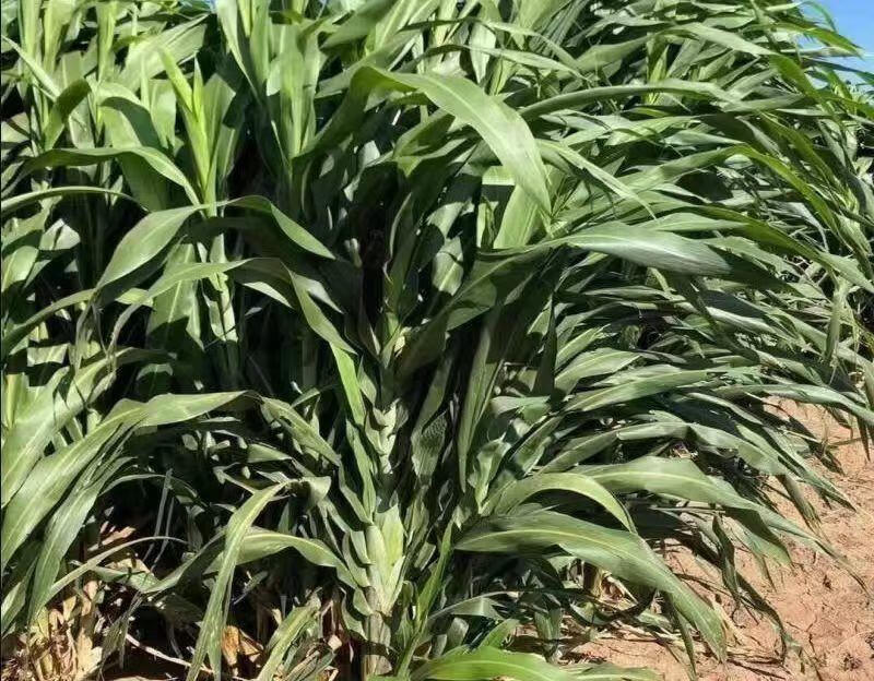 杂交王草种子高端牧草四季常青养殖牛羊鸭鹅专用牧草种子营养丰富 甄