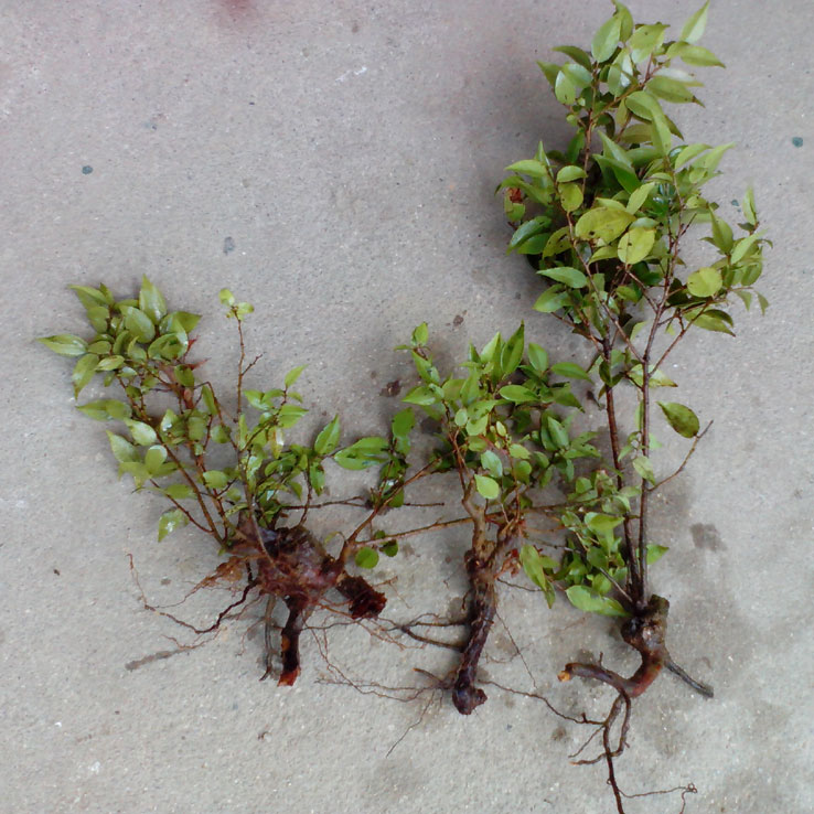 小叶乌饭树苗树桩乌饭树大苗小苗小桩老桩南烛树苗黑米乌饭染料小叶乌