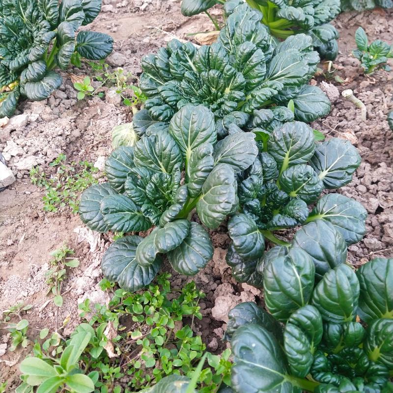 乌塌菜新鲜现挖塔菜凉拌沙拉蔬菜菊花菜煲汤涮锅5斤装