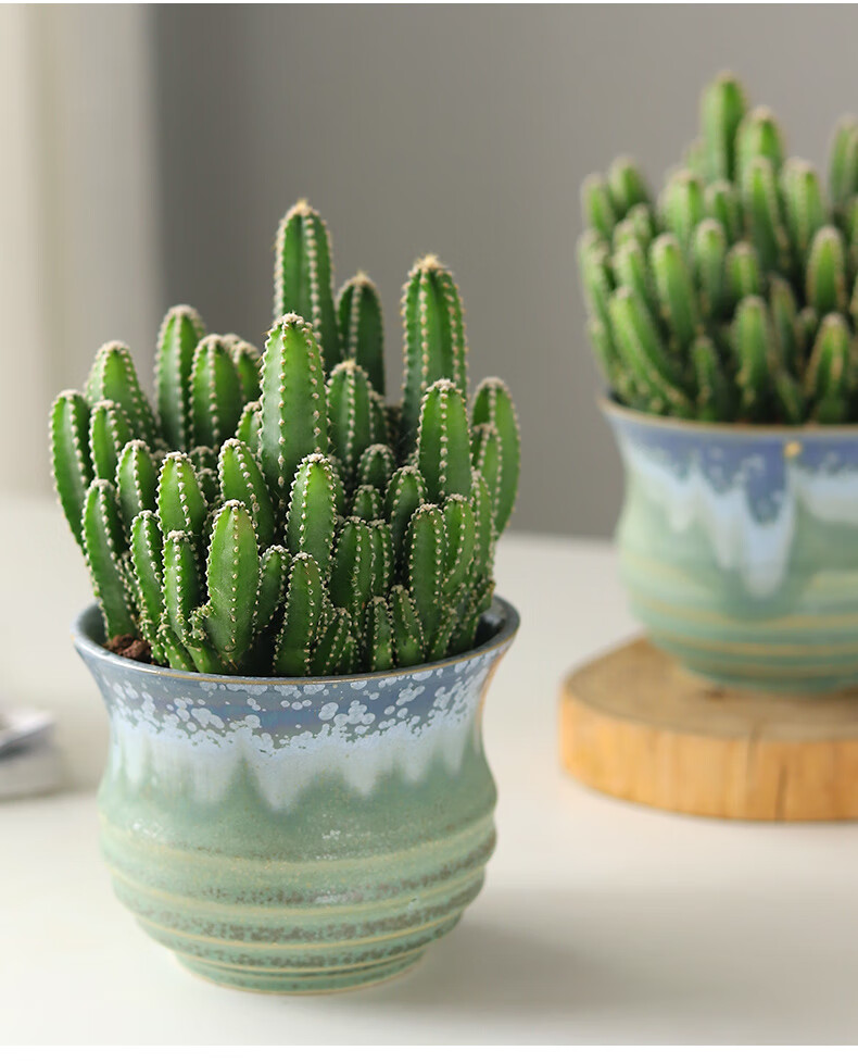 万重山多肉植物稀有品种大颗室内绿植花卉仙人掌盆栽桌面花大颗万重山