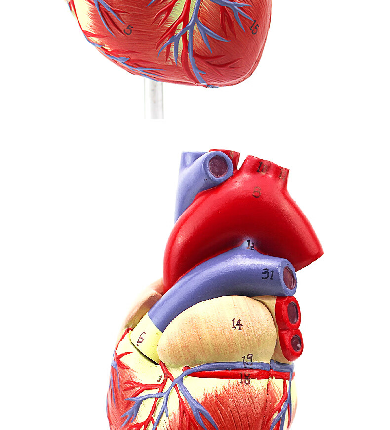 医学教学人体心脏模型可拆卸冠状动脉心血管血液循环解剖器官玩具雅德