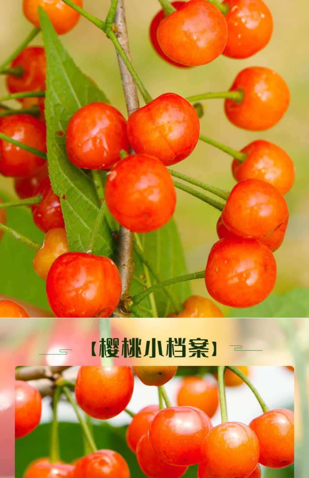 骄瑰顺丰冷链四川高山小樱桃新鲜水果2斤3斤国产土樱桃恩特儿应季孕妇