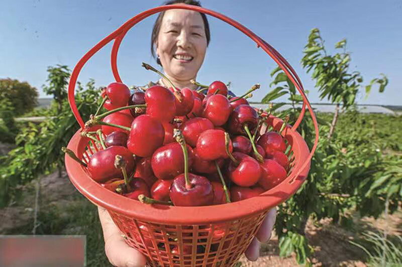 樱桃坐果灵樱桃强力授粉樱桃保花保果防落果防裂樱桃专用樱桃授粉