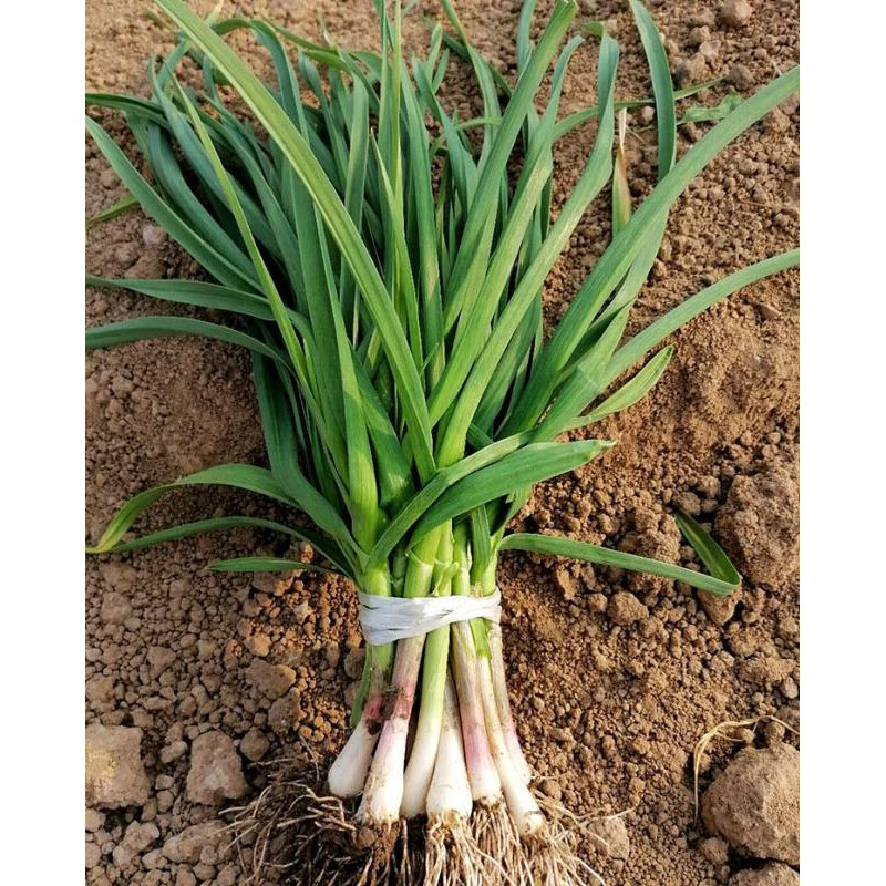 农家自种红皮蒜苗红根香蒜苗新鲜嫩蒜苗现摘现发5斤青菜蔬菜 3斤