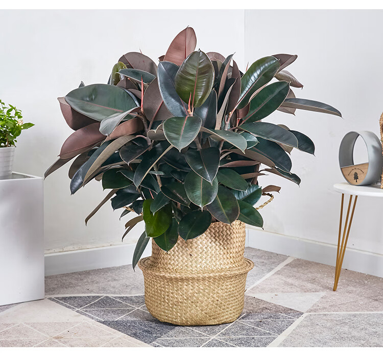 黑叶橡皮树盆景橡胶榕盆栽大叶办公室内外家居净化空气绿植 丛生高60