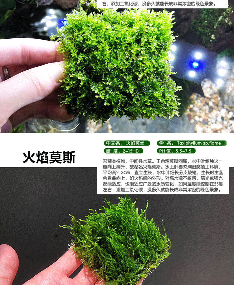 现货 三角莫斯水草活体淡水松茸火焰垂泪莫斯前景草沉木水草造景装饰