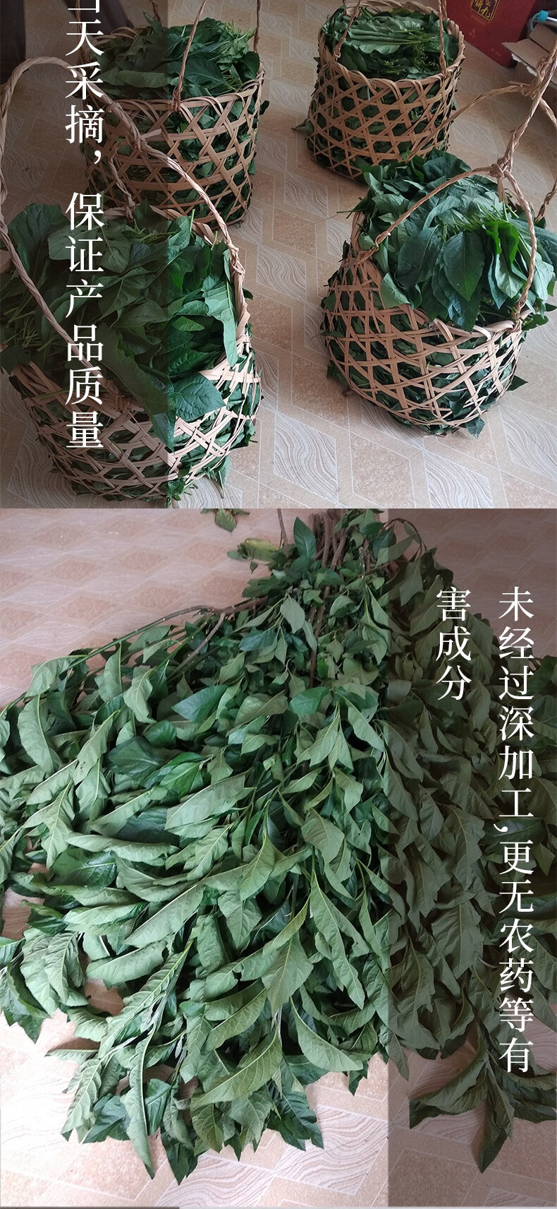 伟博500克南非叶干叶西亚新鲜叶茶树苗黑将军叶农家种植