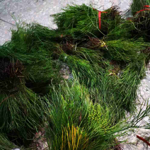 非新鲜石寄生 石刷把 松叶兰 铁刷把 石龙须 铁石松500克