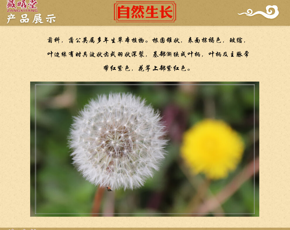 藏曦堂蒲公英带根整株蒲公英地丁婆婆丁中药材带根蒲公英200克1袋