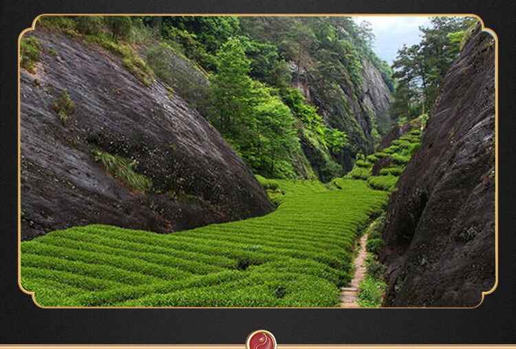 青狮岩 大红袍茶叶乌龙茶武夷岩茶 2020年新茶 慧苑坑老枞肉桂礼盒装