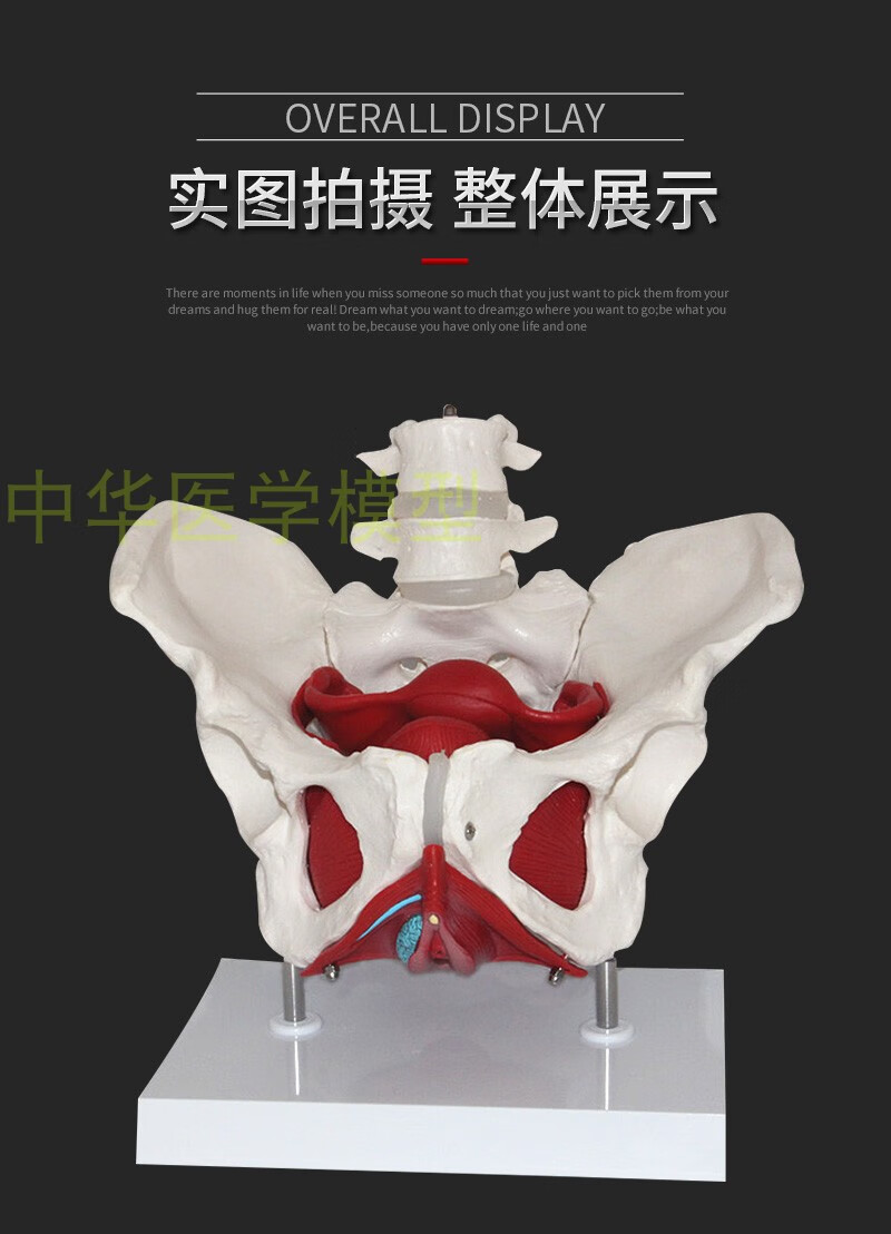 女性骨盆模型女性盆底肌肉模型医学助产教学模型人体骨骼模型女性骨盆