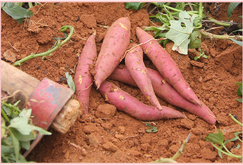 现货5斤装福建六鳌红薯 新鲜现挖香甜沙地蜜番薯红苕地瓜非烟薯 5斤