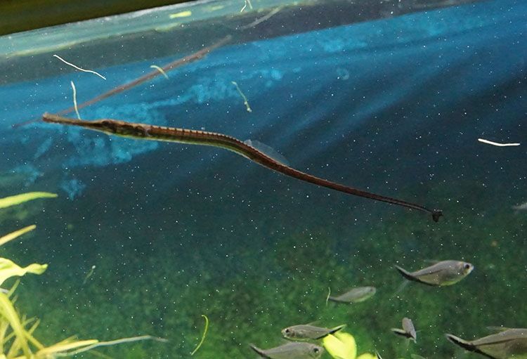 特产中药材小海龙 干货料海龙煲汤四六角海龙泡酒材料滋补品 海龙50克